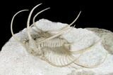 Spiny Boedaspis Trilobite - Museum Quality Specimen #180209-8